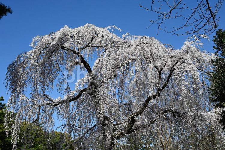 枝垂れ桜 春,桜,枝垂れ桜の写真素材