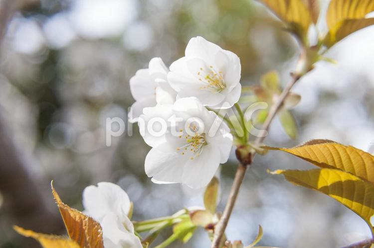 山桜4（田原市） ヤマザクラ,山桜,田原市の写真素材