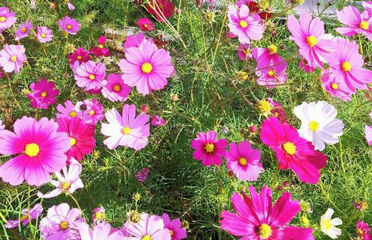 秋桜 秋桜 秋桜,秋,花の写真素材