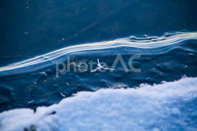 透明な氷とフロストフラワー 氷,透明,フロストフラワーの写真素材