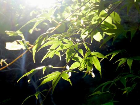 5月、光と影の新緑風景 5月、光と影の新緑風景 葉,木,枝の写真素材