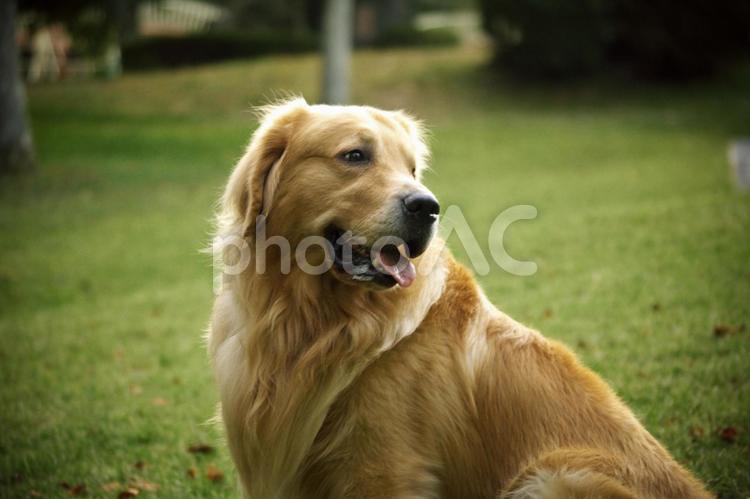 振り返った犬 ゴールデンレトリバー,犬,振り返りの写真素材
