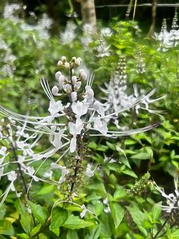 ネコノヒゲの写真