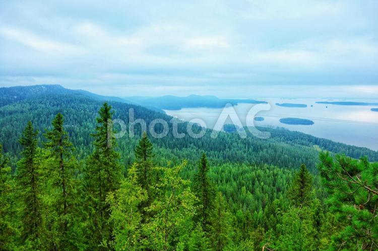 森と湖 もみの木,フィンランド,フィンランドの森の写真素材