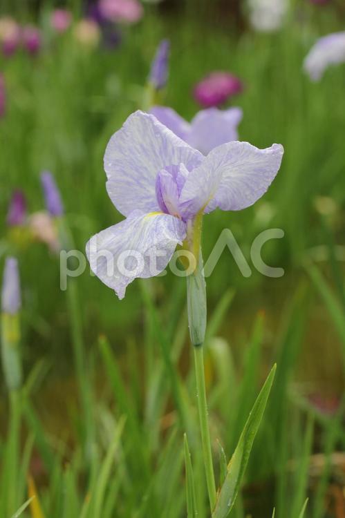雨粒を帯びた薄紫の花菖蒲 花菖蒲,ハナショウブ,アヤメ科の写真素材