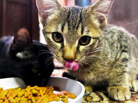 美味しいって顔をする子猫 子猫,サバトラ猫,黒猫の写真素材