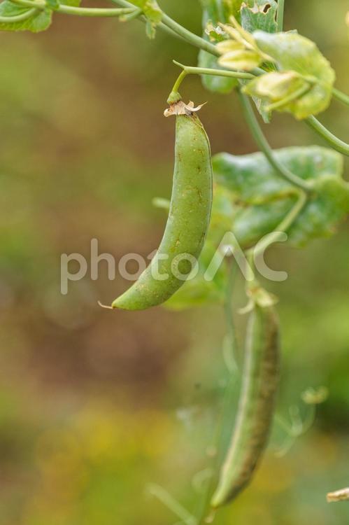ふっくらと育ったえんどう豆 植物,野菜,緑色の写真素材