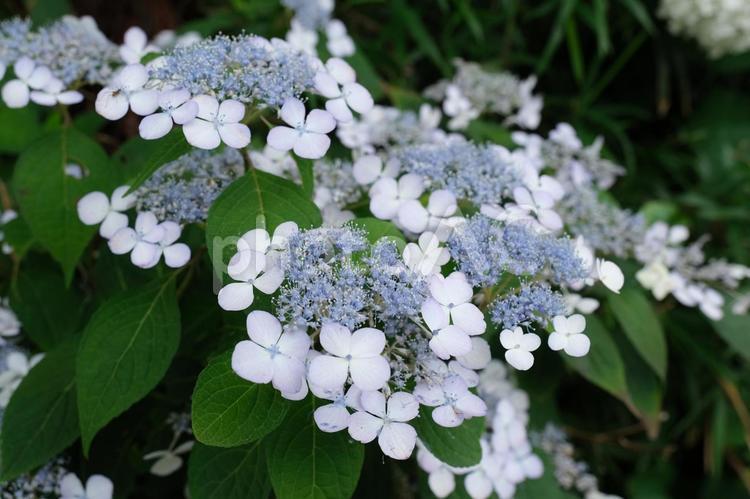 紫陽花　自然に見るきれいな梅雨時の花 あじさい,紫陽花,アジサイの写真素材