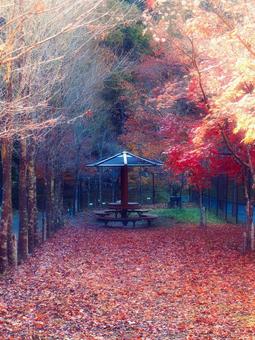紅葉の東屋 もみじ,モミジ,楓の写真素材