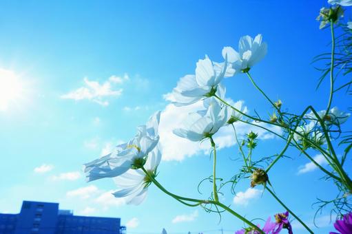 White cosmos flowers shining against the blue sky, JPG White cosmos flowers shining against the blue sky, JPG