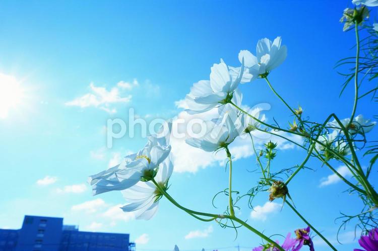 青空に映える白いコスモスの花 白い花,コスモス,秋桜の写真素材