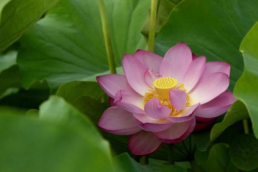 蓮の花1 蓮の花1の写真