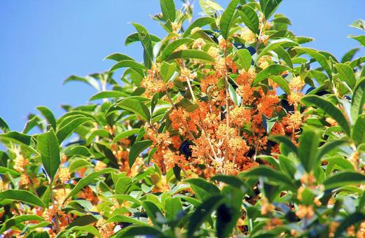 キンモクセイのオレンジの花 キンモクセイのオレンジの花の写真