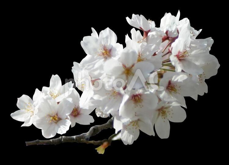 桜の切り抜きパス 桜,日本,切り抜きの写真素材