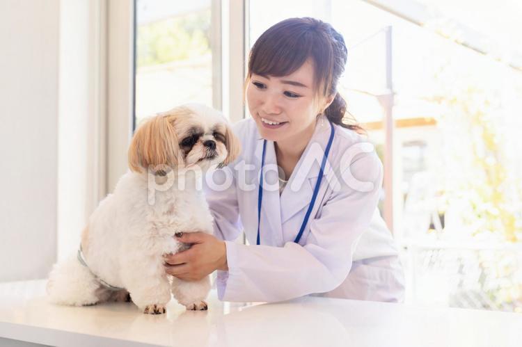 獣医さんと犬 獣医,動物病院,獣医師の写真素材