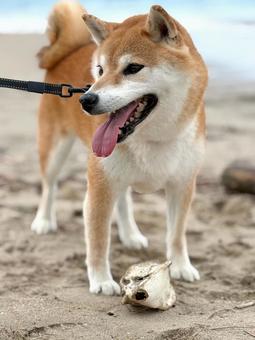 海岸でフグを見つけた柴犬3 海岸でフグを見つけた柴犬3 海,海岸,柴犬の写真素材
