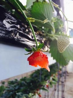 欠けいちご 欠けいちご いちご,イチゴ,欠けの写真素材