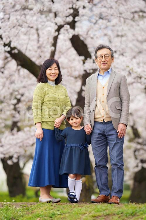桜の前で手を繋いでいるおじいちゃんおばあちゃんと女の子 女の子,小学生,子どもの写真素材