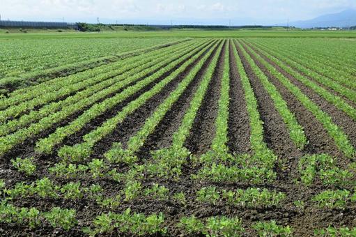 ダイズ畑 ダイズ畑,大豆畑,大豆の写真素材