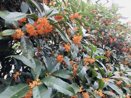 雨上がりの金木犀の並木 金木犀,花,木の写真素材