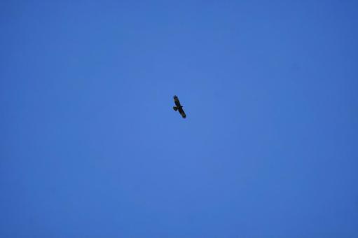 ハチクマの写真