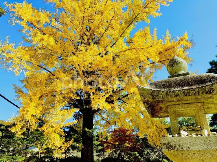 紅葉　銀杏　イチョウ　秋　 季節,景色,自然の写真素材