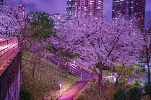 Cherry blossoms and skyscrapers in Akasaka at night, JPG