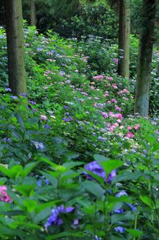 木立の中に咲く紫陽花-1 木立の中に咲く紫陽花-1の写真