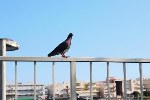 空とハトの写真