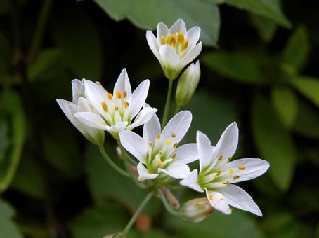 ハタケニラの小さな花 ハタケニラの小さな花 ハタケニラ,花,花びらの写真素材