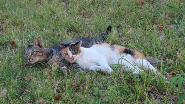ラブラブでもふもふな三毛猫たちの夕涼み ラブラブでもふもふな三毛猫たちの夕涼み 三毛猫,猫,キジトラの写真素材
