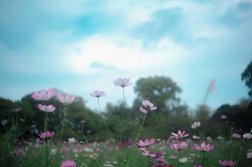 空に向かって咲くコスモス 空に向かって咲くコスモスの写真