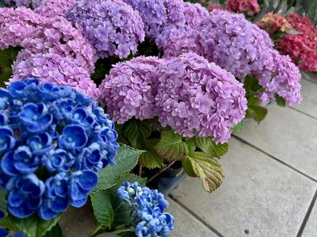 紫陽花(青・紫) 紫陽花(青・紫) 自然,花,紫陽花の写真素材