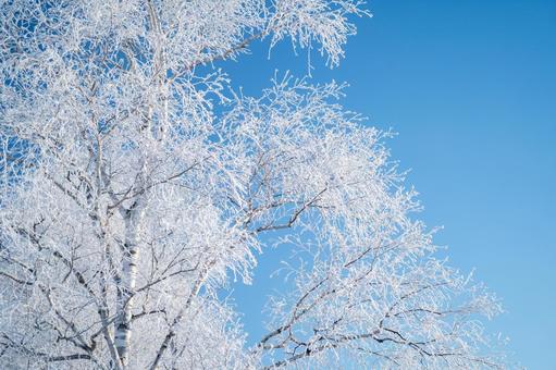 ー30℃、北見の白樺が青空に輝く冬の朝 北海道,北見市,道東の写真素材
