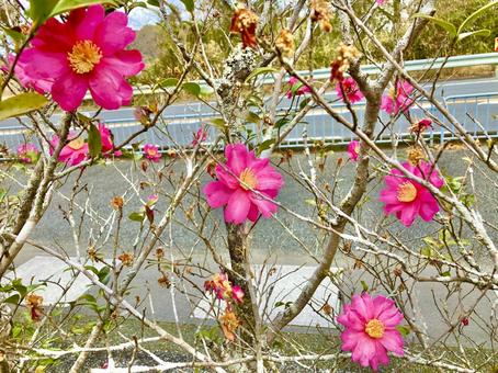 ピンクの花①の写真