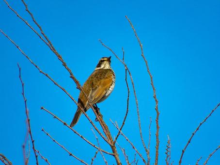 枝に留まるツグミの写真