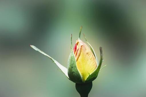Single rose flower 7, JPG