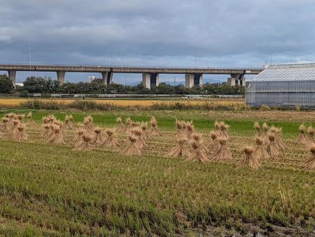 稲刈り 稲刈り,秋,風景の写真素材