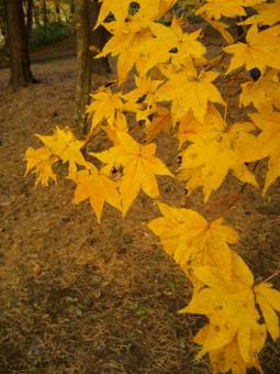 黄色・もみじ・紅葉 黄色・もみじ・紅葉の写真