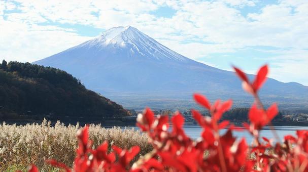 11月の河口湖畔の紅葉したツツジと富士山の写真