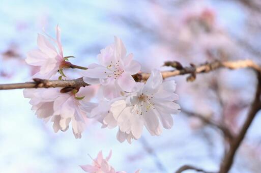 冬桜さま専用ページ 冬桜 | 桜図鑑｜公益財団法人日本花