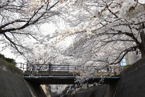 志井川の桜並木 志井川の桜並木 志井川,桜並木,さくらの写真素材