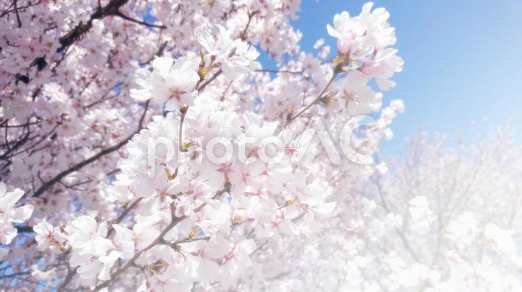 桜咲く眩しい春の風景 背景,桜,春の写真素材