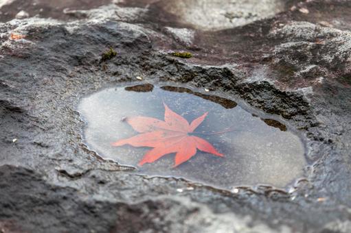 水面に浮かぶ一葉の紅葉 水面に浮かぶ一葉の紅葉 水面,水たまり,浮かぶの写真素材