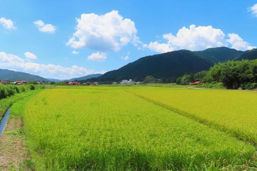 青空と稲 青空と稲の写真