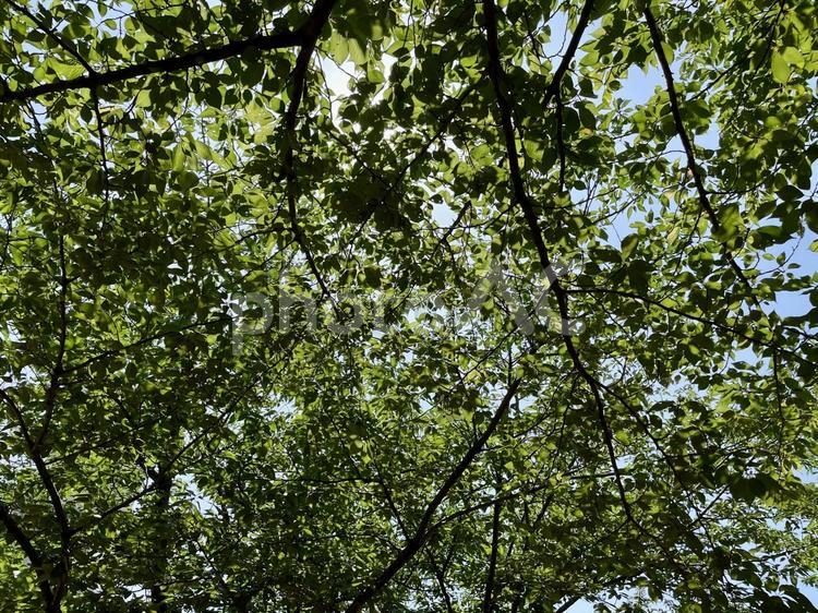暑い夏の木漏れ日 木漏れ日,自然,癒しの写真素材