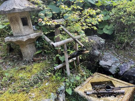 霧の森 霧の森の写真