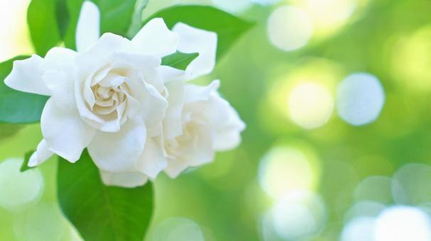 くちなしの花-159 くちなしの花-159の写真