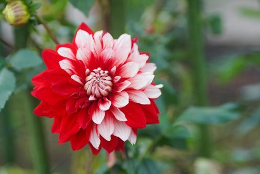 馬見丘陵のダリアの写真