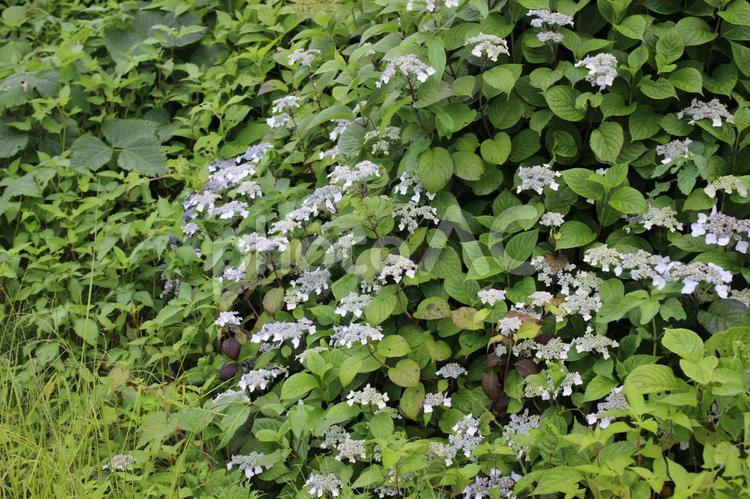 ガクアジサイ 花,群生,季節の写真素材